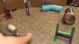 My smart pet rat Pistachio doing a fun agility course!