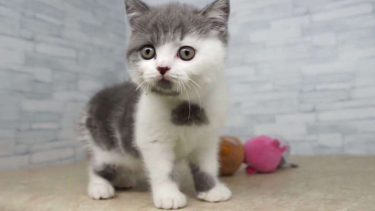 当店出産】【KIKUCHI PET】 仔犬仔猫 No.250907 ブリティッシュ