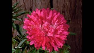 gettyimages abtf206 640 adpp An aster blooming - stock video