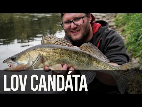 Jak chytit candáta?