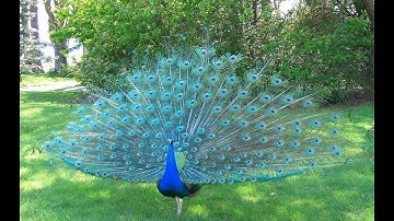 Ibrahim Jibreen - Surat Al-Munafiqun سورة المنافقون