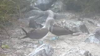 Blue-Footed Boobies Dancing