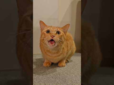 甘々モードな愛猫の鳴き方が可愛すぎる…。 #猫 #cat #猫のいる生活