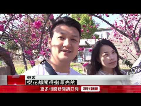 后里泰安櫻花季　228連假櫻花盛開