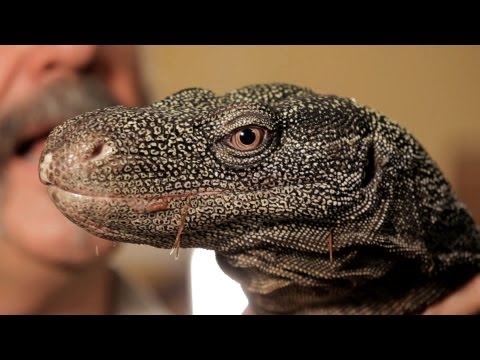 5-cool-facts-about-monitor-lizards-|-pet-reptiles