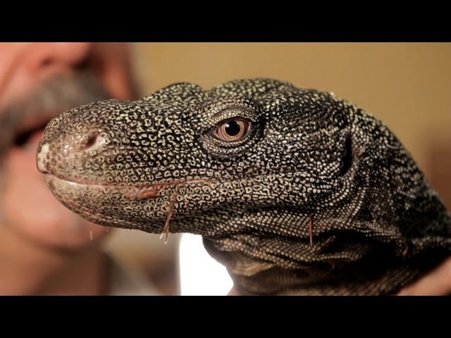 5 Cool Facts about Monitor Lizards | Pet Reptiles - YouTube