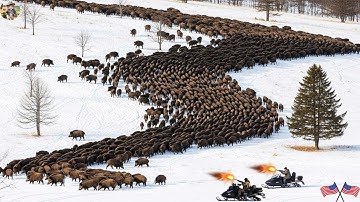 Unbelievable Wild Boar Battle | Hunters Confront Giant Herd in Snowy Winter - Epic Hunting Trip