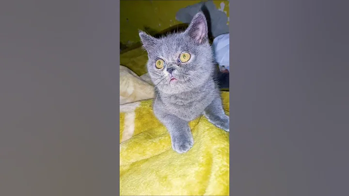 Video 11168661: cats british kitty, british hair cat, cute british cat