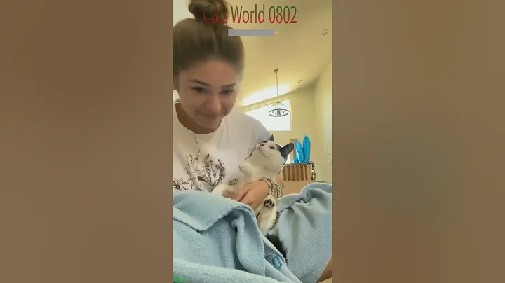 Video 11446781: maine coon cat eating, cats dogs maine coon, maine coon cat funny, cat kitten cute