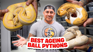 Our BEST Ageing Ball Pythons!