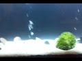 Wall mount aquarium.mp4