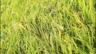 beras mahal di jogetin aja