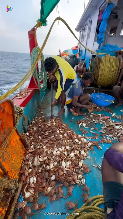 Kenapa Kepiting Ini Harus Dilepas Lagi ke Laut?