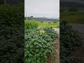 깻잎 참깨