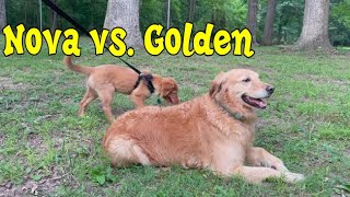 16 Weeks: Golden Retriever + Nova Scotia Duck Toller MEET For the FIRST TIME