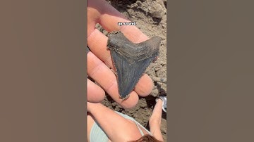 Megalodon Shark ancestor called Angustidens tooth found at @palmettofossilexcursions! #fossil #wow