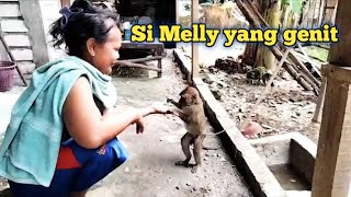 monyet : melly yang genit