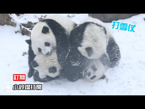 《熊貓主題趴》大熊貓打雪仗有多歡樂 | iPanda熊貓頻道
