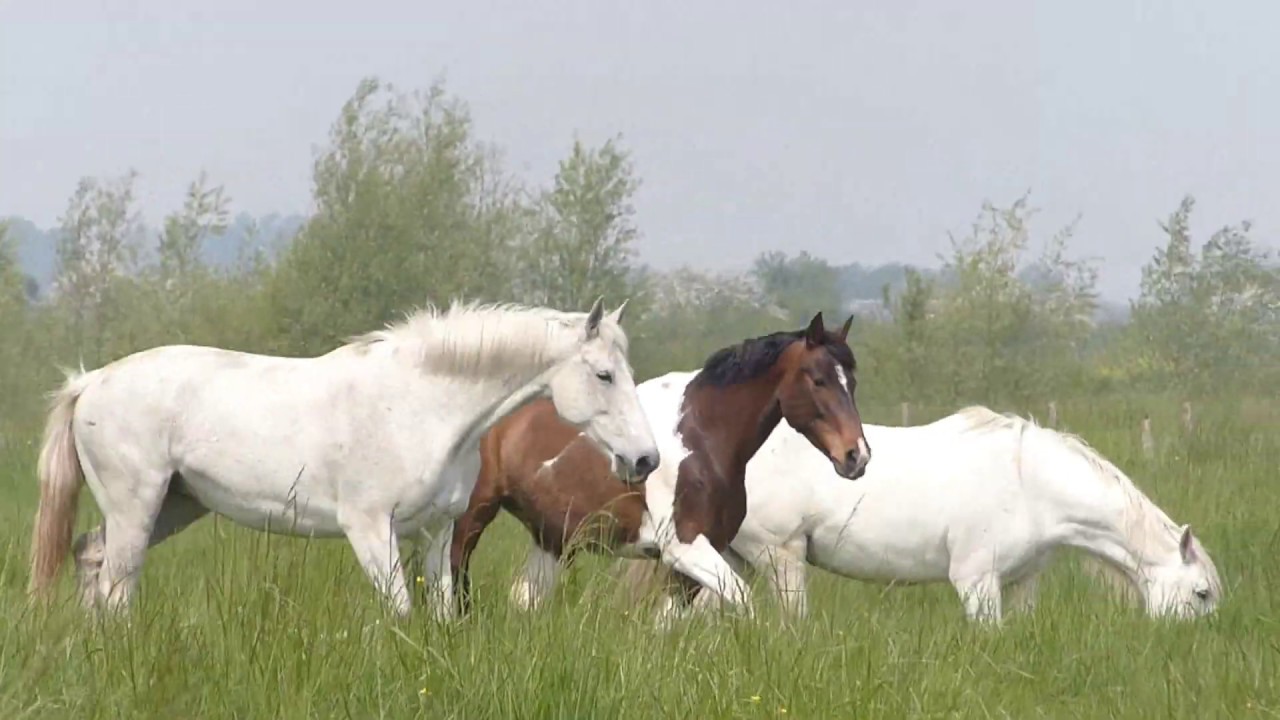La Taniere Randonnee A Cheval Mont St Michel