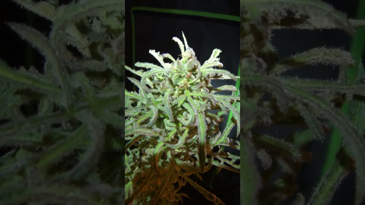 A little closer look Freaky Dreams, the Freakshow pheno (Freakshow x Dream Lotus) F2...