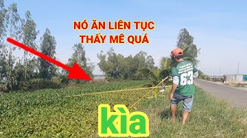 Câu cá tra sông// MỘT ngày đi câu đầy may măn cá ăn liên tục thấy mê luôn