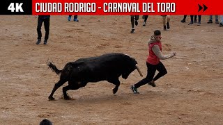 4K ▪ CIUDAD RODRIGO ▶ Ganadería GUADAJIRA by TOROS EN ESPAÑA TV 7,010 views 2 months ago 9 minutes, 19 seconds