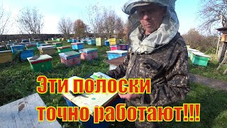 ПОЛУЧИЛ ЕЩЁ ПОЛОСКИ ОТ КЛЕЩА ВАРРОА, КОТОРЫЕ СРАБОТАЛИ НЕПЛОХО В ЭТОМ СЕЗОНЕ.