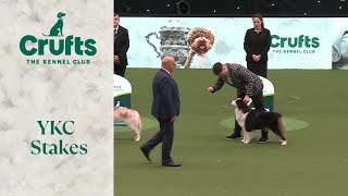 Young Kennel Club Stakes Final | ​Crufts 2024