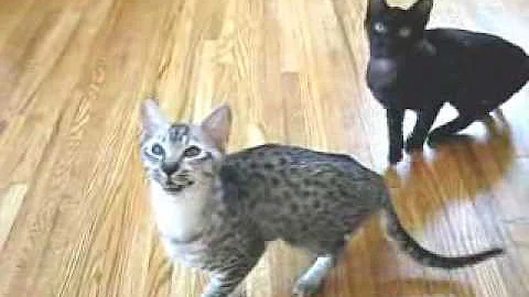 Video 1030971: savannah cat, savannah male, kitten