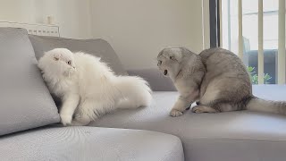 The Fluffy Kittens' Attempt to Befriend My 2yr Old Cat was Disappointing by Leo Lunar Lumi 726 views 3 months ago 4 minutes, 52 seconds