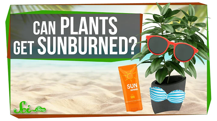 Can Plants Get Sunburned? - DayDayNews