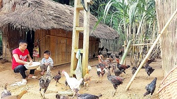 My son Vaj, we are going to feed our chickens in the field, and we have a lot of chickens on 9/10...