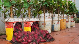 видео: Попробуйте этот секрет выращивания сладкого картофеля в пластиковой бочке картинка: Попробуйте этот секрет выращивания сладкого картофеля в пластиковой бочке