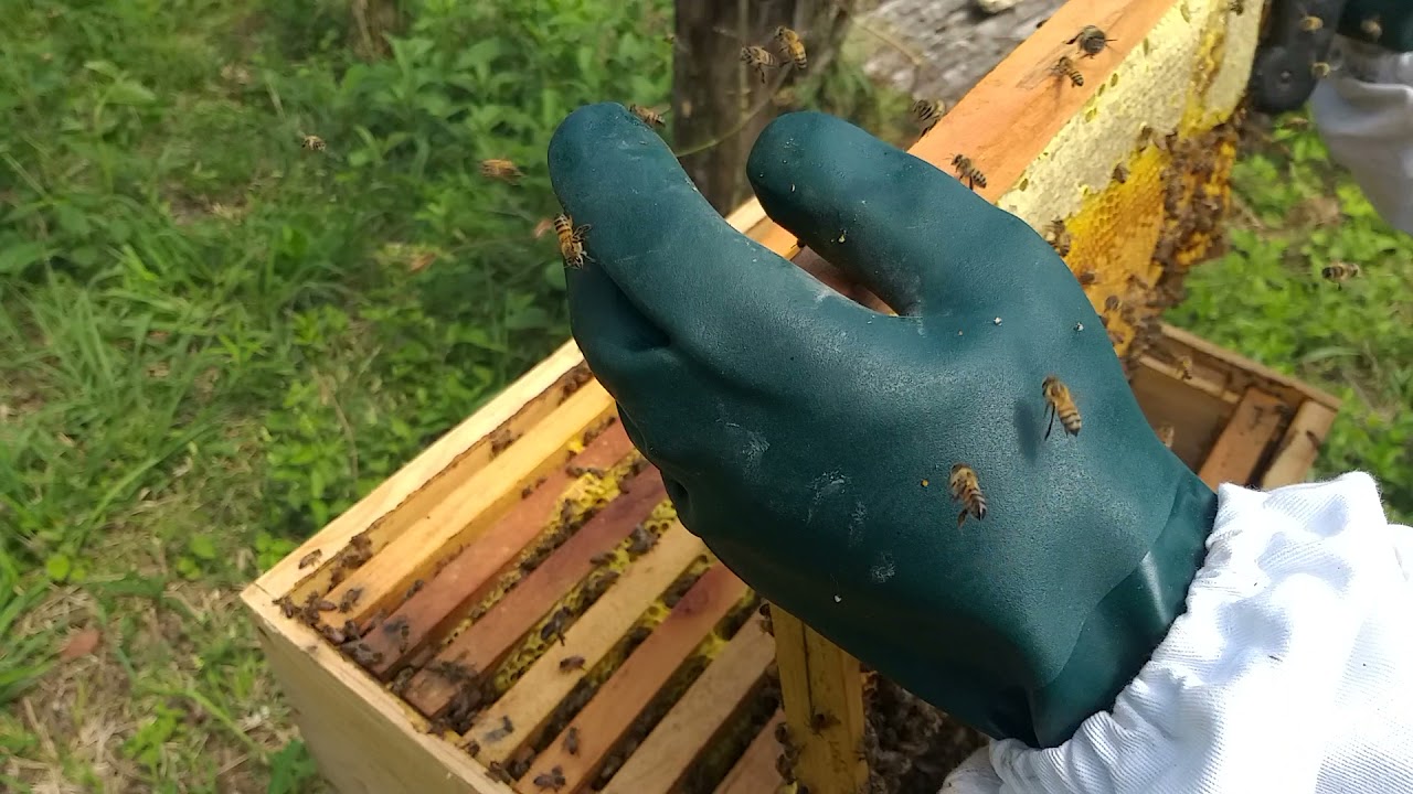 Divisão de enxame usando caixa ninho como se fosse núcleo.