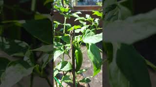 Cabe Jalapeno 💫
