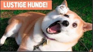 Lustige Hunde Videos Zum Totlachen 2018 ! 🐶🐶 - Lustige Videos zum Totlachen