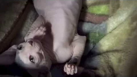 Video 1196421: sphynx kitten hairless cat, hairless sphynx kitten plays, sphynx kitten kitty
