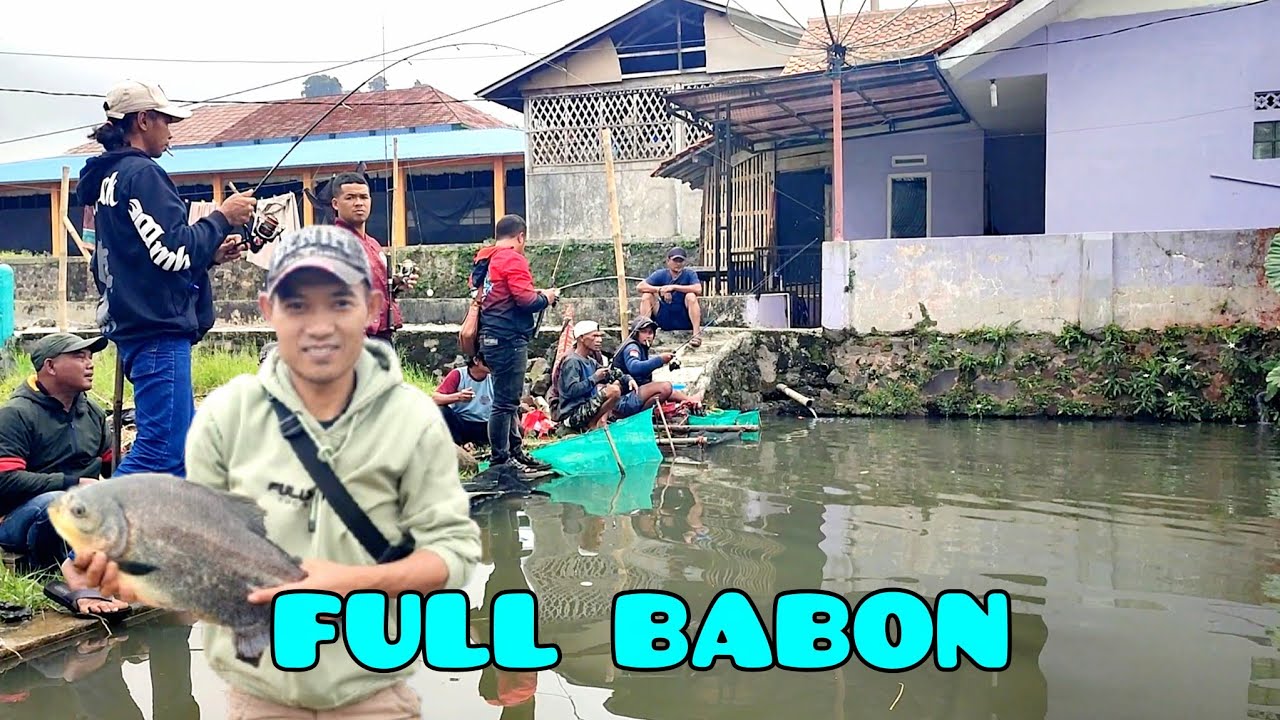 MANCING BORONGAN FULL IKAN BABON‼️3 JUTA 6 PESERTA