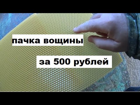 Видео: Ярославская пчелина: страхотно преживяване като пчелар