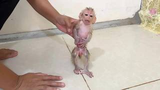 Poor Baby Mato Very Worried Of Mom Leave Him