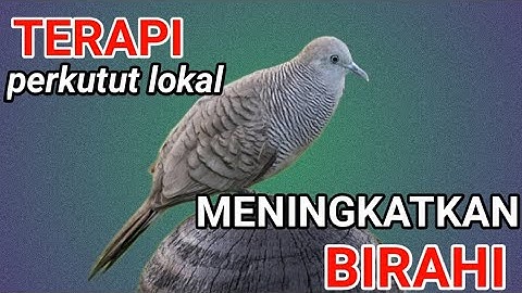 Putar di pagi hari ‼️ terapi PERKUTUT LOKAL meningkatkan BIRAHI perkutut.