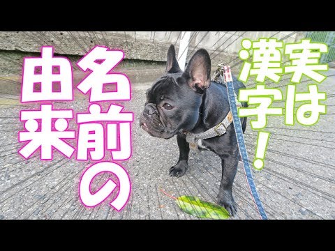 愛犬ココの名前の由来は 姓名判断で実は漢字があります Youtube