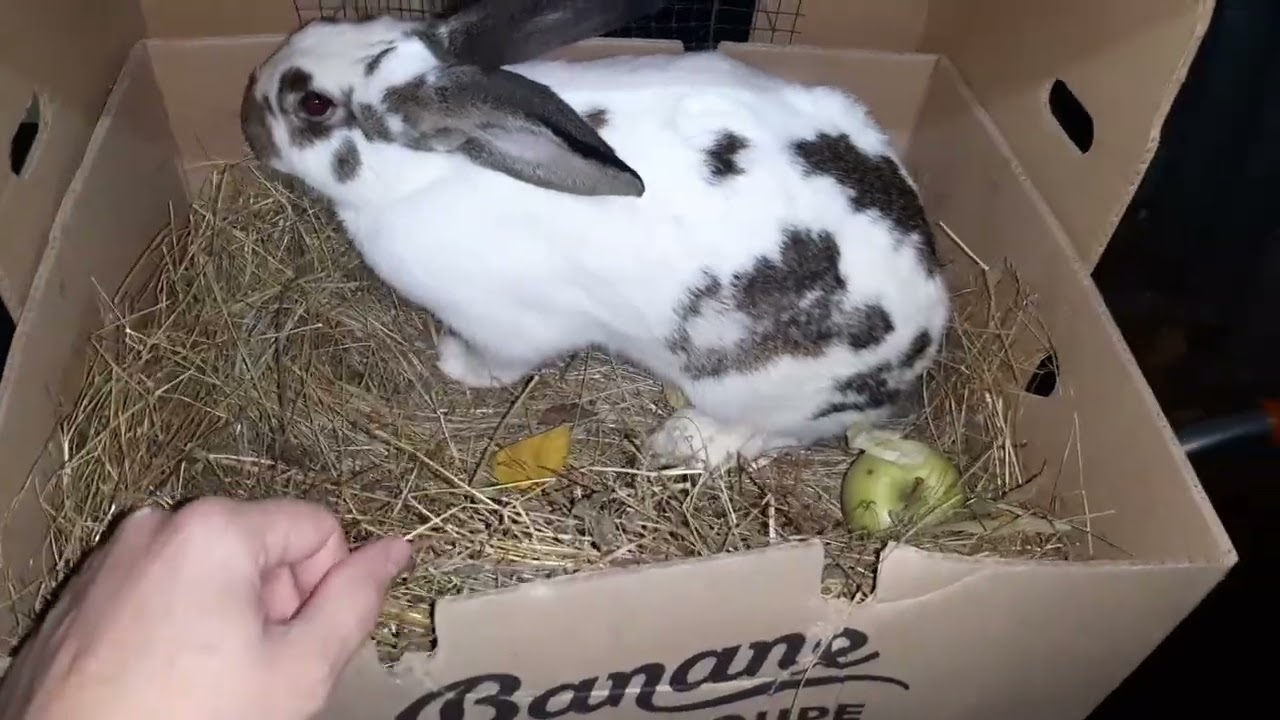 Iepuri care pleacă la domnu Croitoru din Vaslui 