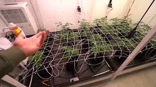 When to switch to flower 12/12