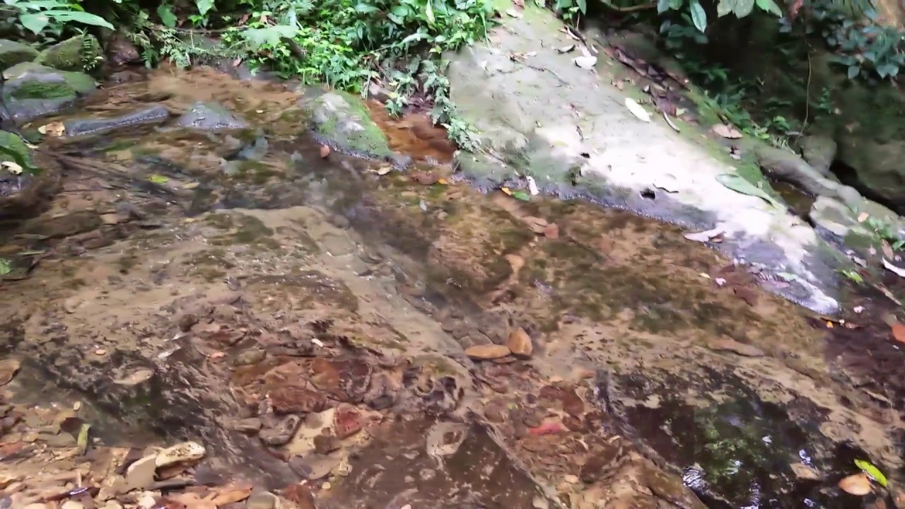 camera iphone 8 plus apk Crystal Clear Pristine Stream in the Gunung Leuser Jungle, Bukit Lawang, Sumatra Island, Indonesia