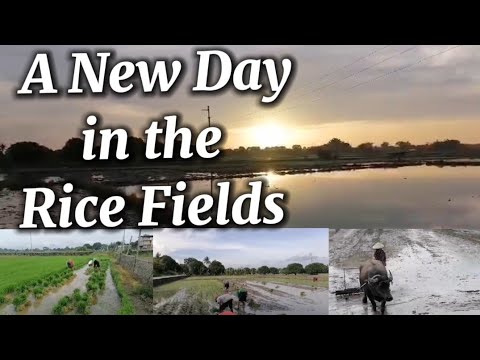 Sunrise to Rice Planting | A Peaceful Day in the Rice Fields ⭐️