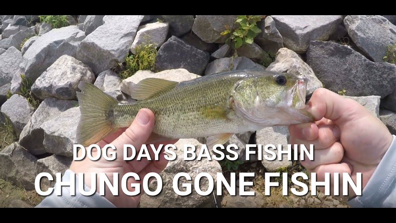 Dog Days Bass Fishin YouTube