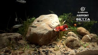 78 Days NO Water Changes l How is Betta and other Tetra Fish l All In One Aquarium
Explore our recommended products for maintaining an aquarium with aquatic life
www.clairnara.com
https://www.facebook.com/HarmonyICD
Enter the exclusive discount code FERRET300 for FERRET WONDERLAND and enjoy an instant NTD 300 discount.
Self-Cleaning Aquarium Filter: Embrace the convenience of a low-maintenance tank with our efficient filtering system.
Discover these essential items and create a thriving oasis of tranquility for your aquatic companions.
Introducing the Harmony All-in-One Aquatic Tank, currently in the crowdfunding phase! If youre captivated and considering a purchase, we invite you to delve deeper by clicking the link below:
https://www.flyingv.cc/projects/33363
❖Instagram
https://www.instagram.com/aquariumferretwonderland
❖ Contacts
Business Collaboration Mail ▶ jimmylenaferret@gmail.com
❖If you have any comments, suggestions or questions, leave them down in the comments! and you like my video plz give me a like,share my videos,subscribe to my channel and turn on the bell 🔔
follow our Instagram.Thank you for watching.See you next video.
❖ Channel Membership & Super THANKS :
By becoming a channel member and supporting me with the worth of a burger, you can motivate me to create more videos for you. You can also show your support by purchasing Super Thanks on my videos. Thank you for watching, and I look forward to seeing you in my next video.
https://www.youtube.com/channel/UC-CL-3OSWgL2PMdXcS0Bhcw/join
❖Our videos and Pics are exclusively available for viewing on YouTube, Facebook, Instagram and pinterest.
My videos have been constantly subject to theft. This has been extremely frustrating for me because it means that my hard work and creativity are being unfairly exploited by others.
My videos are only published on trusted platforms such as YouTube, my personal Instagram, and Facebook. I mention this to better protect my work from theft and copyright infringement while ensuring that viewers can enjoy my creations through trusted channels.
Therefore, Im providing the link to my YouTube channel here
https://www.youtube.com/@ferretwonderland
Instagram
https://www.instagram.com/aquariumferretwonderland/
Facebook
https://www.facebook.com/profile.php?id=100063572456371&mibextid=ZbWKwL
https://www.facebook.com/groups/573161933052699/?ref=share_group_link
Pinterest
https://www.pinterest.com/ferretwonderland/
Due to algorithmic limitations on YouTube, we have encountered difficulties promoting non-aquarium-related videos on our channel. As a solution, we have created a new channel called inspireartmuse, where we will be showcasing a variety of videos that explore different themes outside of the aquarium realm. If youre interested in discovering diverse and inspiring content, we would be grateful for your support. Feel free to visit our channel and show us some love!
https://www.youtube.com/@InspireArtMuse
Thank you once again for reading and supporting. I look forward to seeing you on YouTube, Instagram, and Facebook!
#aquarium #aquascape #aquaterrarium #ecosystem #paludarium #vivarium 78 Days NO Water Changes l How is Betta and other Tetra Fish l All In One Aquarium