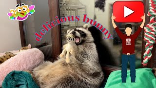 Marcel the raccoon and his tired cats