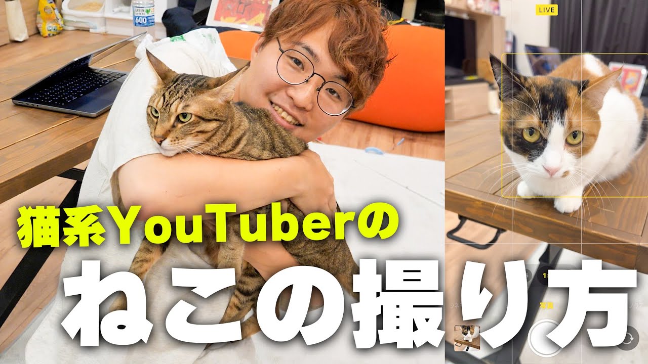 本当にかわいい猫の写真の撮り方をご紹介します！！